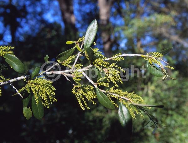 Brown blooms; Deciduous; North American Native