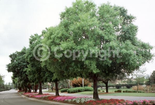 Brown blooms; Deciduous; North American Native