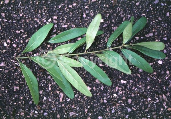 Brown blooms; Deciduous; North American Native
