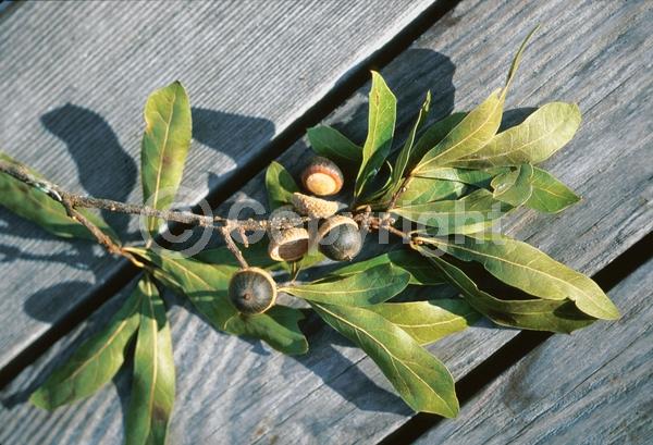 Brown blooms; Deciduous; North American Native