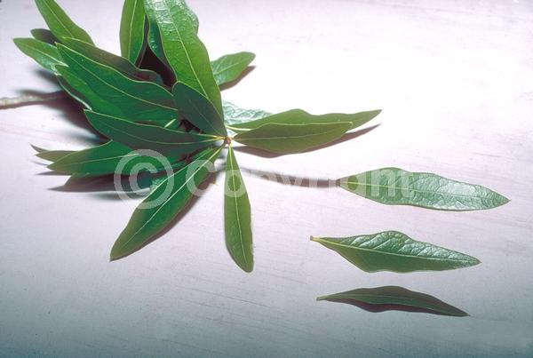 Brown blooms; Deciduous; North American Native