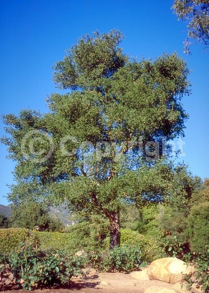 Brown blooms; Deciduous; Broadleaf; North American Native