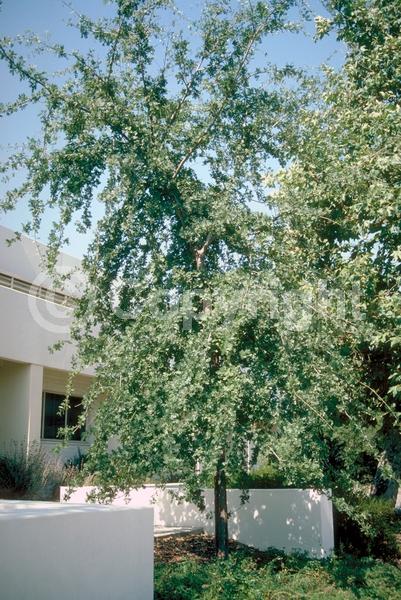 Brown blooms; Deciduous; Broadleaf; North American Native