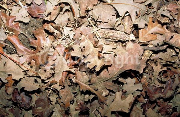 Brown blooms; Deciduous; Broadleaf; North American Native