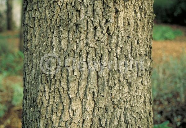 Brown blooms; Deciduous; Broadleaf; North American Native
