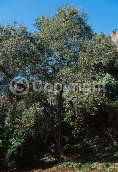 Brown blooms; Deciduous; Broadleaf; North American Native