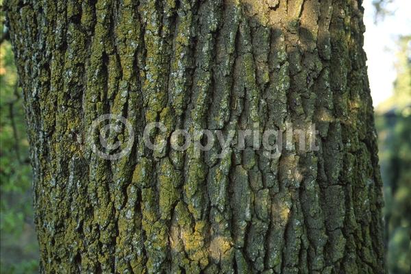 Brown blooms; Deciduous; Broadleaf; North American Native
