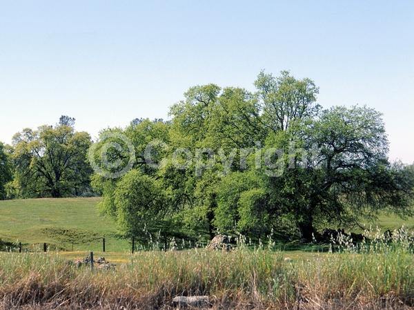 Brown blooms; Deciduous; Broadleaf; North American Native