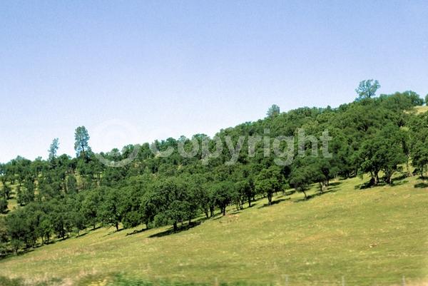 Brown blooms; Deciduous; Broadleaf; North American Native