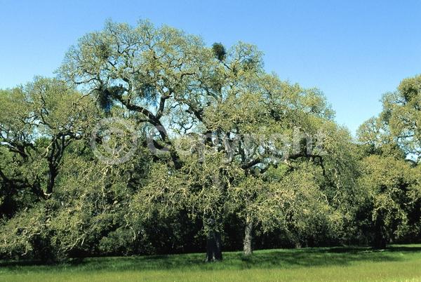 Brown blooms; Deciduous; Broadleaf; North American Native