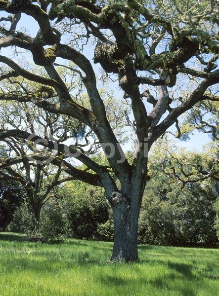 Brown blooms; Deciduous; Broadleaf; North American Native
