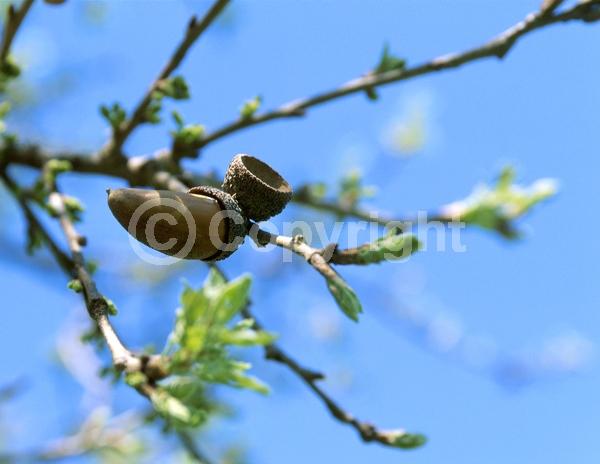 Brown blooms; Deciduous; Broadleaf; North American Native