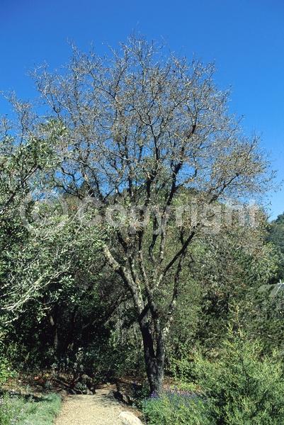 Brown blooms; Deciduous; Broadleaf; North American Native