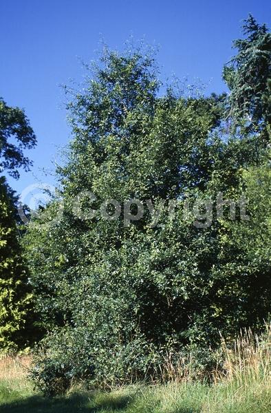 Brown blooms; Deciduous; Broadleaf; North American Native