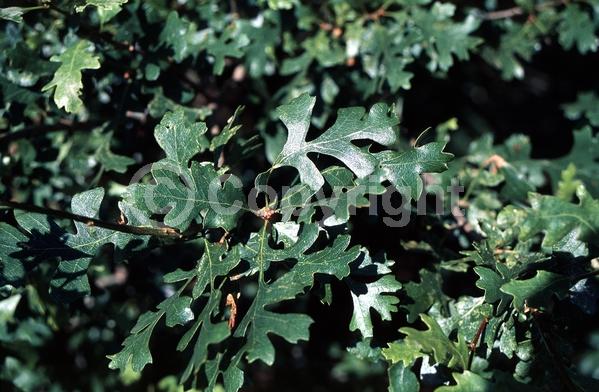 Brown blooms; Deciduous; Broadleaf; North American Native