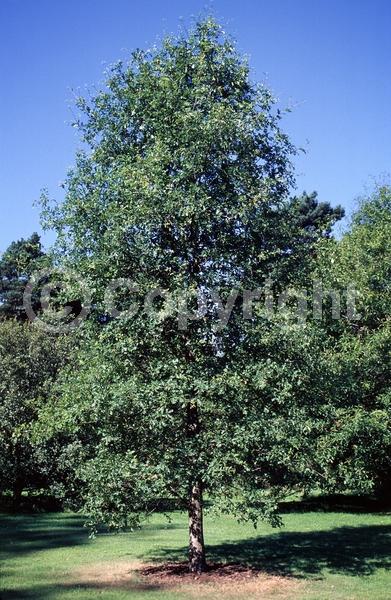 Brown blooms; Deciduous; Broadleaf; North American Native