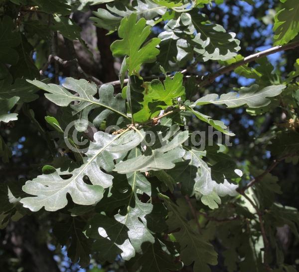 Brown blooms; Deciduous; Broadleaf; North American Native