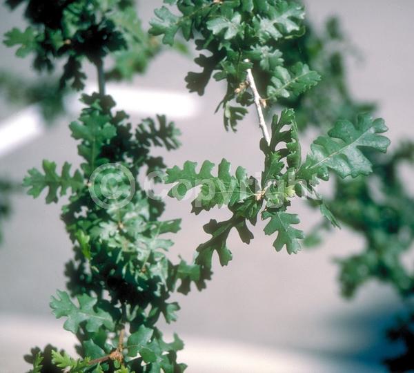 Brown blooms; Deciduous; Broadleaf; North American Native