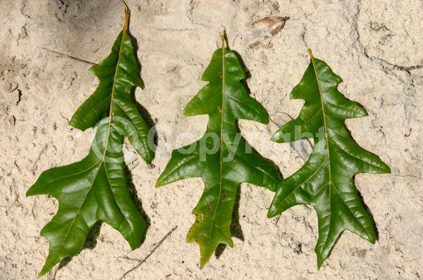 Yellow blooms; Green blooms; Deciduous; Broadleaf