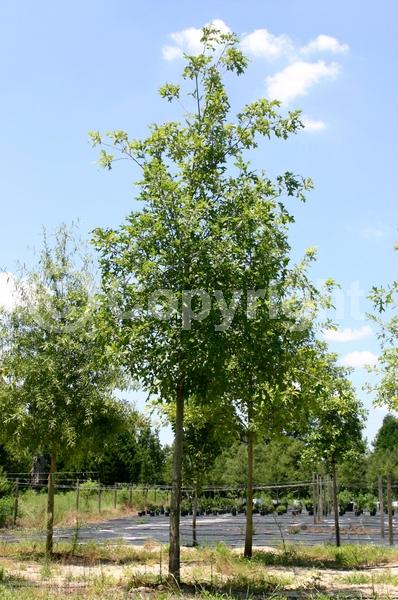 Yellow blooms; Green blooms; Deciduous; Broadleaf