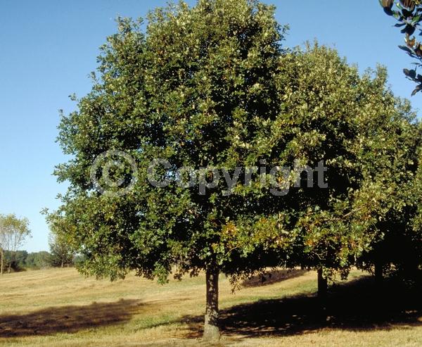 Brown blooms; Deciduous; Broadleaf; North American Native