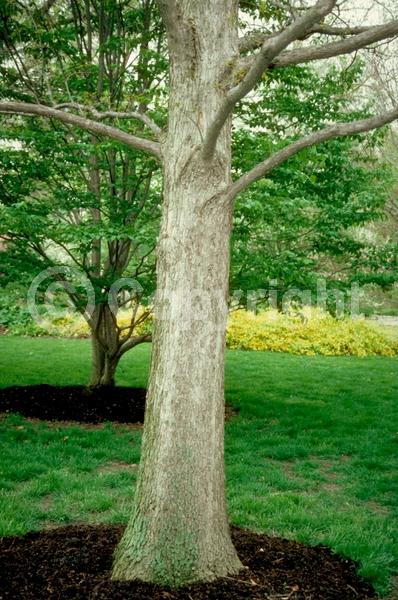 Brown blooms; Deciduous; Broadleaf; North American Native
