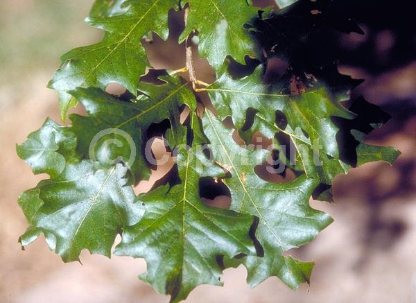 Brown blooms; Deciduous; Broadleaf; North American Native