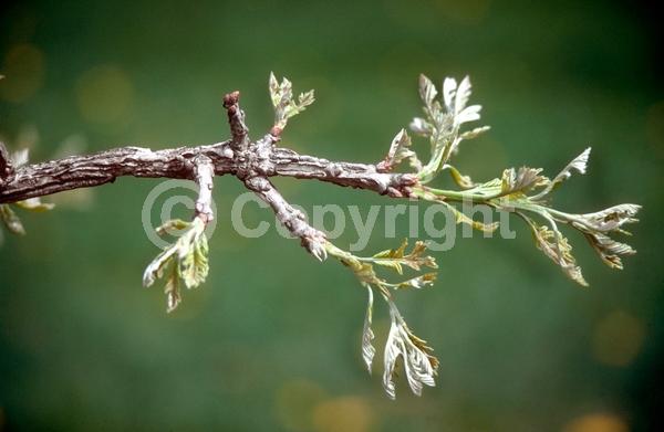 Brown blooms; Deciduous; Broadleaf; North American Native