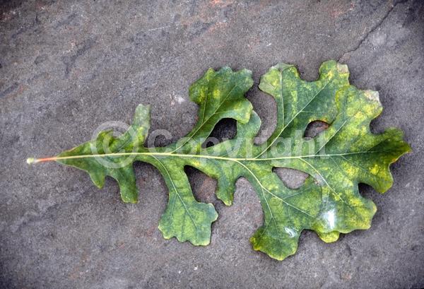 Brown blooms; Deciduous; Broadleaf; North American Native