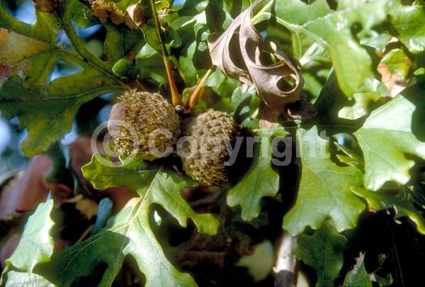 Brown blooms; Deciduous; Broadleaf; North American Native