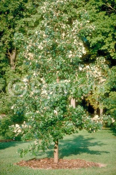 Brown blooms; Deciduous; Broadleaf; North American Native