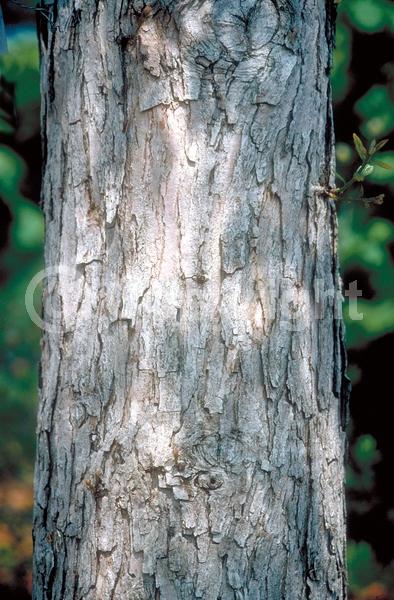 Brown blooms; Deciduous; Broadleaf; North American Native