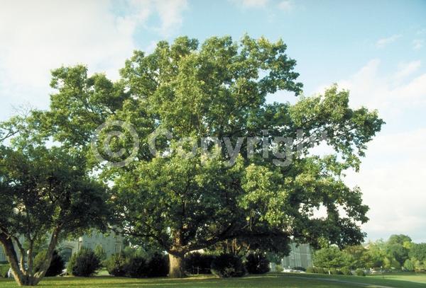 Brown blooms; Deciduous; Broadleaf; North American Native