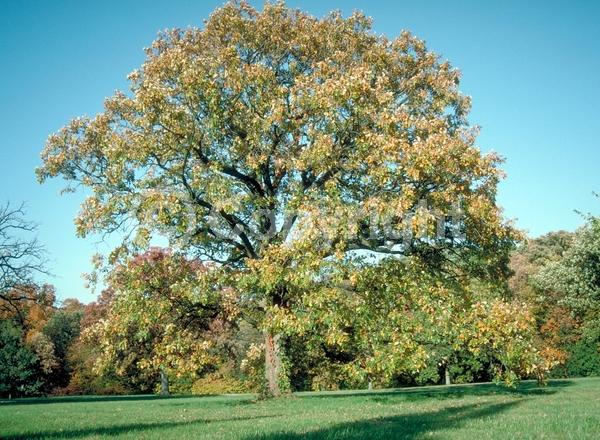 Brown blooms; Deciduous; Broadleaf; North American Native