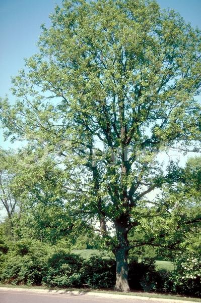 Brown blooms; Deciduous; Broadleaf; North American Native