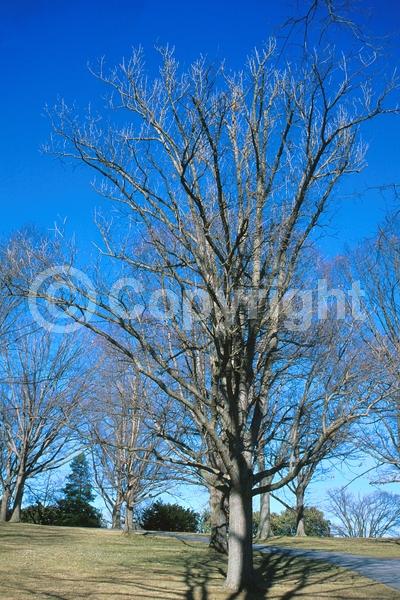 Brown blooms; Deciduous; Broadleaf; North American Native