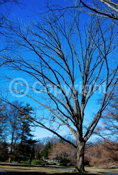 Brown blooms; Deciduous; Broadleaf