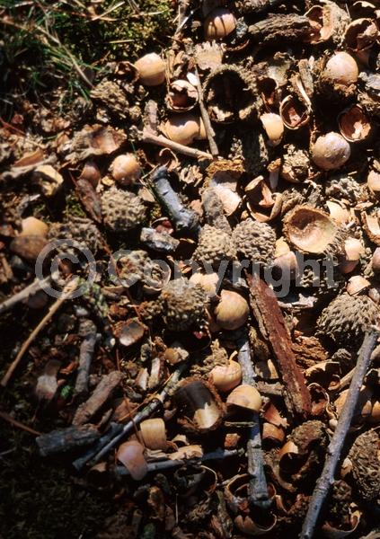 Brown blooms; Deciduous; Broadleaf