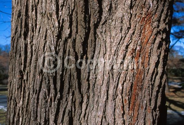 Brown blooms; Deciduous; Broadleaf