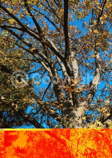 Brown blooms; Deciduous; Broadleaf; North American Native