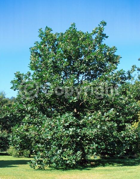 Yellow blooms; Deciduous