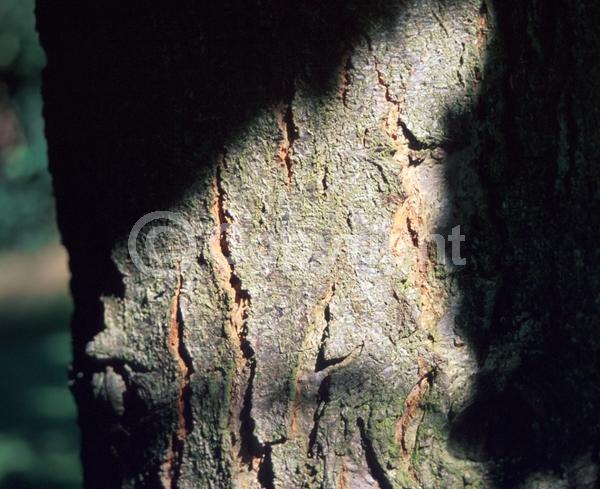 Yellow blooms; Deciduous