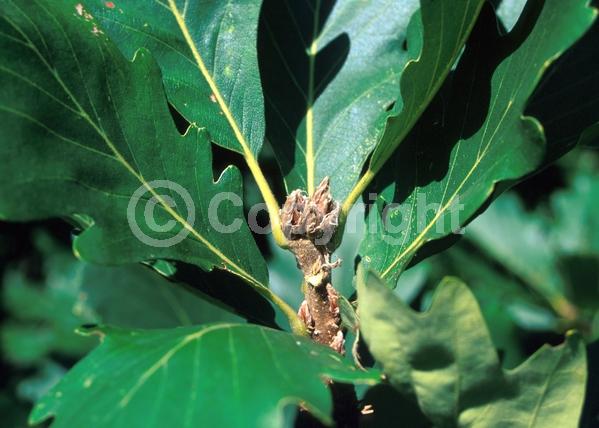 Yellow blooms; Deciduous