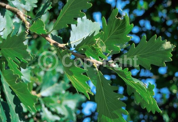 Yellow blooms; Deciduous