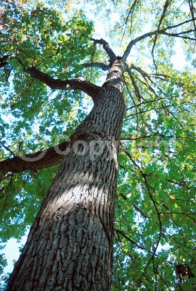 Brown blooms; Deciduous; Broadleaf; North American Native