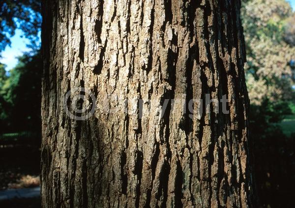 Brown blooms; Deciduous; Broadleaf; North American Native