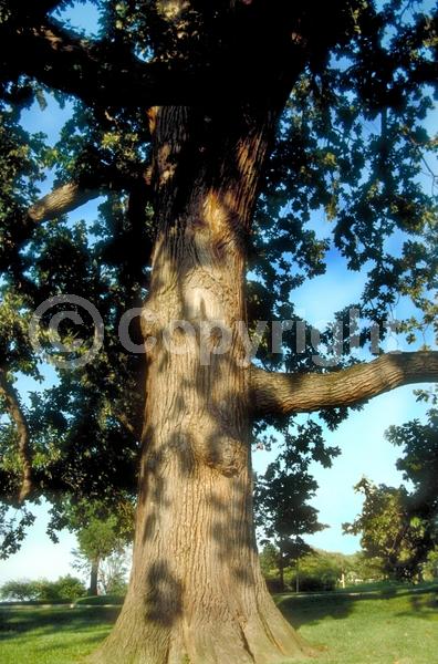Brown blooms; Deciduous; Broadleaf; North American Native
