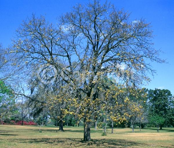 Brown blooms; Deciduous; Broadleaf; North American Native