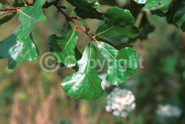 Brown blooms; Deciduous; Broadleaf; North American Native