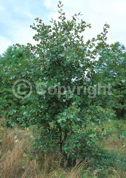 Brown blooms; Deciduous; Broadleaf; North American Native